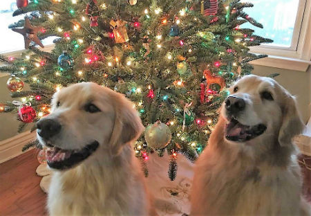 Pups Christmas 1.jpg